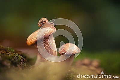 Little curious snail crawling, sitting on a mushroom. Snail close up on oyster mushroom on a green background in the Stock Photo