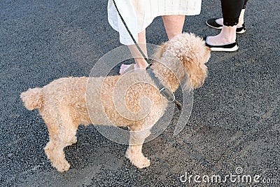 Little curly dog in a brown collar on a leash Stock Photo