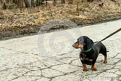 Little cute black dachshund dog on a walk with an owner Cartoon Illustration