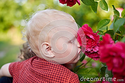 Little cute boy in a plaid shirt sniffs a rose bush Stock Photo
