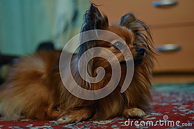 Little cute brown dog with long hair Stock Photo