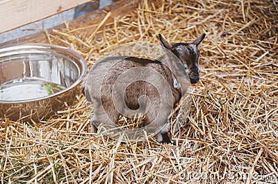 Little cute brown goatling standing on a straw. Stock Photo