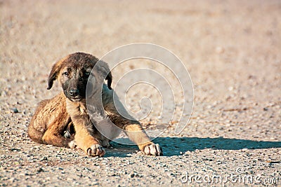 Little, cute brown puppy is alone on the street. Concept of abandoned domestic animals Stock Photo