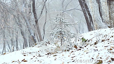 Snowfall On Hillside On Cold Day Winter Landscape With Frozen Rock Stock Footage Video Of Landscaped Blizzard
