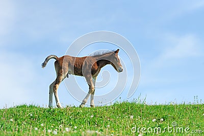 Little cute colt walk Stock Photo