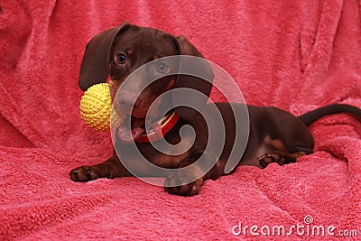 Little cute dog chocolate Dachshund with bal lays on pink background Stock Photo