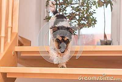 Little cute dog is running down slippery staircase. Tricolor Jack Russell Terrier doggy Stock Photo