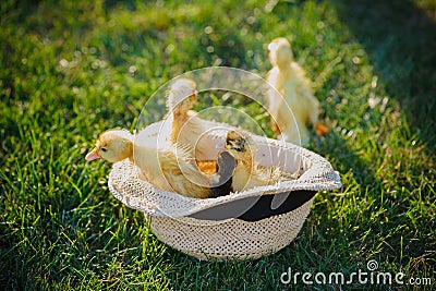 Little cute ducklings in hat. Four small ducklings outdoor in on Stock Photo