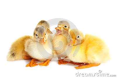 Little cute ducklings isolated Stock Photo