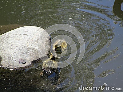 Little cute ducklings on water Stock Photo