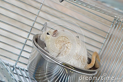 Little cute hamster climbed into his bowl sitting in a cage, humor Stock Photo