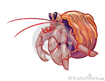 Little cute hermit crab illustration Vector Illustration