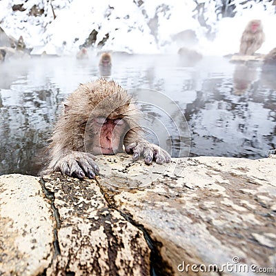 Little cute japanese snow monkey sleeping in a hot spring. Yudanaka, Japan Stock Photo