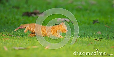 Little cute kitten playing Stock Photo