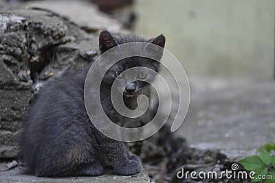 Little cute kitten said I`m coming to you, black and red kitten Stock Photo