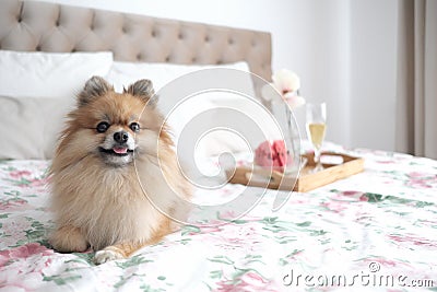 Light brown Pomeranian puppy lying on a bed Stock Photo