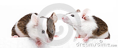 little cute mice isolated on white Stock Photo