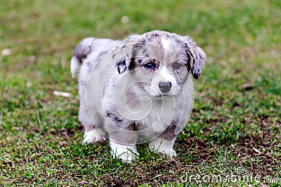 A little cute 1.5 month old Corgi puppy for a walk in a spring park. Stock Photo