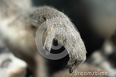 little cute paw of Madagascar lemur, wildlife Stock Photo