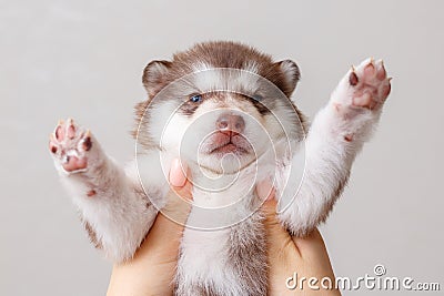 Little cute puppy of breed Alaskan Malamute in the hands of a person Stock Photo