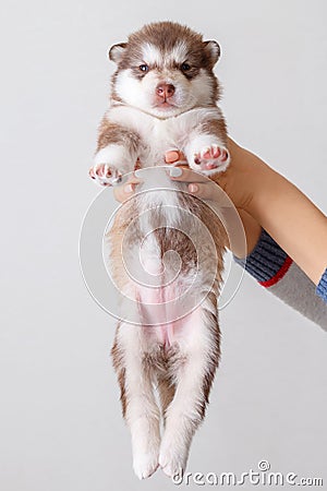 Little cute puppy of breed Alaskan Malamute in the hands of a person Stock Photo