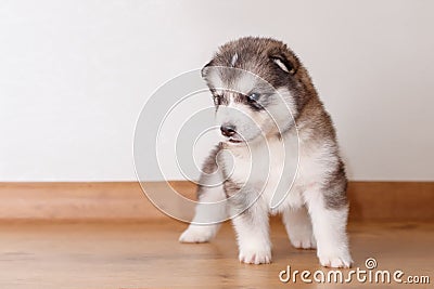 Little cute puppy of breed Alaskan Malamute standing on the floor Stock Photo