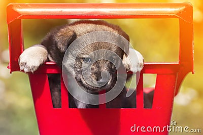 Little cute puppy sitting in the grocery cart and funny Peeps Stock Photo