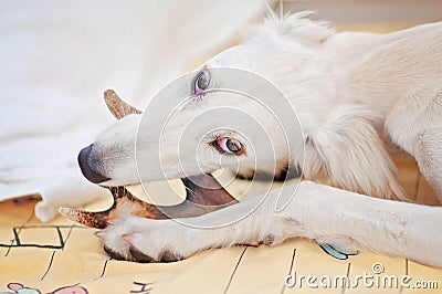 A little and cute purebred white saluki puppy dog persian greyhound eating a bone relaxed at home and holding it with her paws Stock Photo