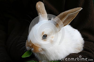 Little cute rabbit small bunny eat feed food green grass, fodder, plantain on brown background Stock Photo