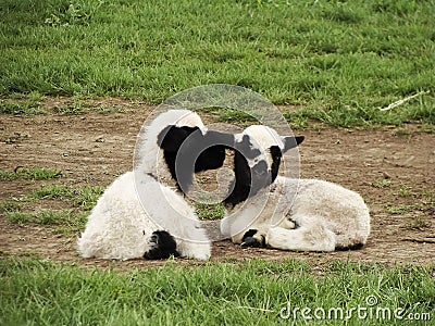 Little cute sheep Stock Photo