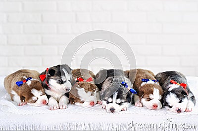 Little cute Siberian Husky puppies Stock Photo