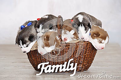 Little cute Siberian Husky puppies Stock Photo