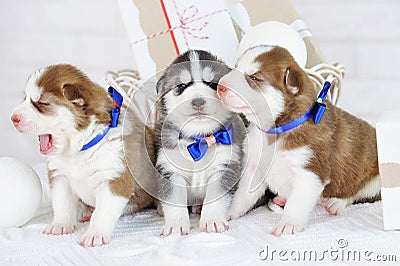 Little cute Siberian Husky puppies Stock Photo