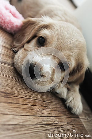 Little cute spaniel puppy lies on the floor Stock Photo