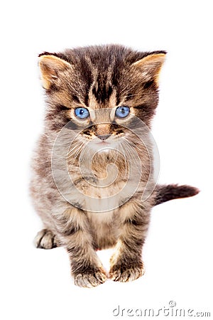 Little cute striped cat with blue eyes on white isolated backgro Stock Photo