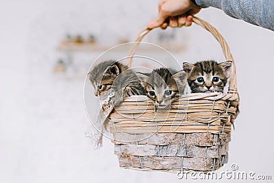 Little cute striped kittens Stock Photo