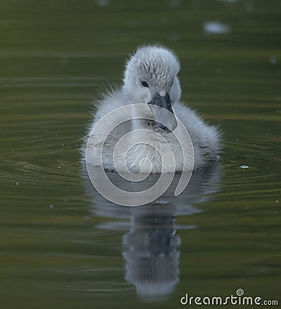 Little cygnet baby swan on water Stock Photo