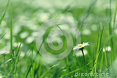 Little daisy flower in green grass Stock Photo