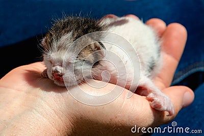 Little defenseless kitten looking for a home and care. Stock Photo