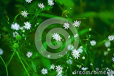 Little delicate white flowers blossom on blurred green grass background close up, small gentle daisies soft focus macro chamomiles Stock Photo