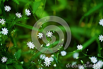 Little delicate white flowers blossom on blurred green grass background close up, small gentle daisies soft focus macro chamomiles Stock Photo