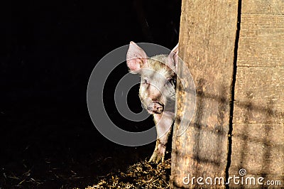 Little dirty curious piglet hiding in the shadow Stock Photo