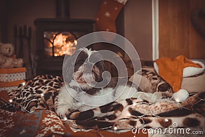 Little Dog Asleep By The Fire Stock Photo