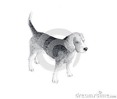 Little dog breed Beagle, sketch graphics black and white drawing. Hand drawn dog doodle Stock Photo