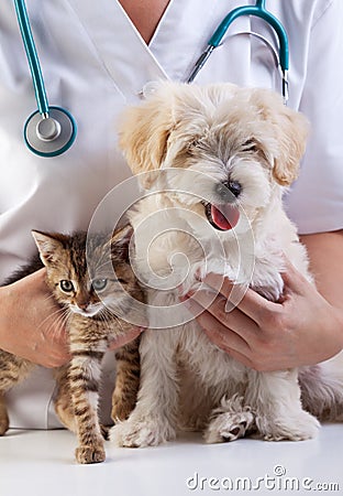 Little dog and cat at the veterinary Stock Photo