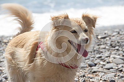 Little dog fawn at the sea Stock Photo