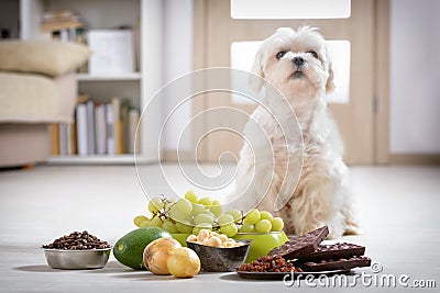 Little dog and food toxic to him Stock Photo