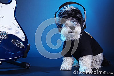 Little dog with headphones and guitar Stock Photo