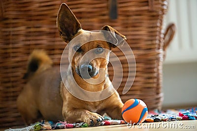 Little dog at home in the living room playing with his toys Stock Photo
