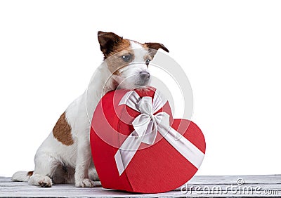 Little dog jack russell terrier on a white background with a heart. Festive pet, February 14, spring Stock Photo